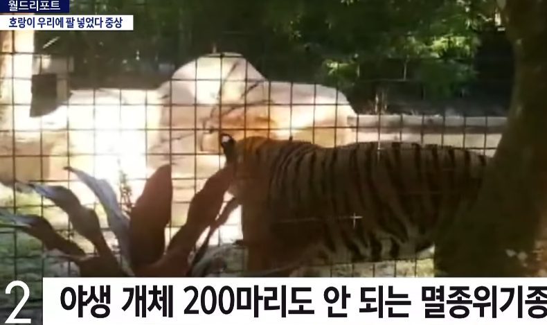 Endangered species of tigers are killed because of pranks by Koreans.