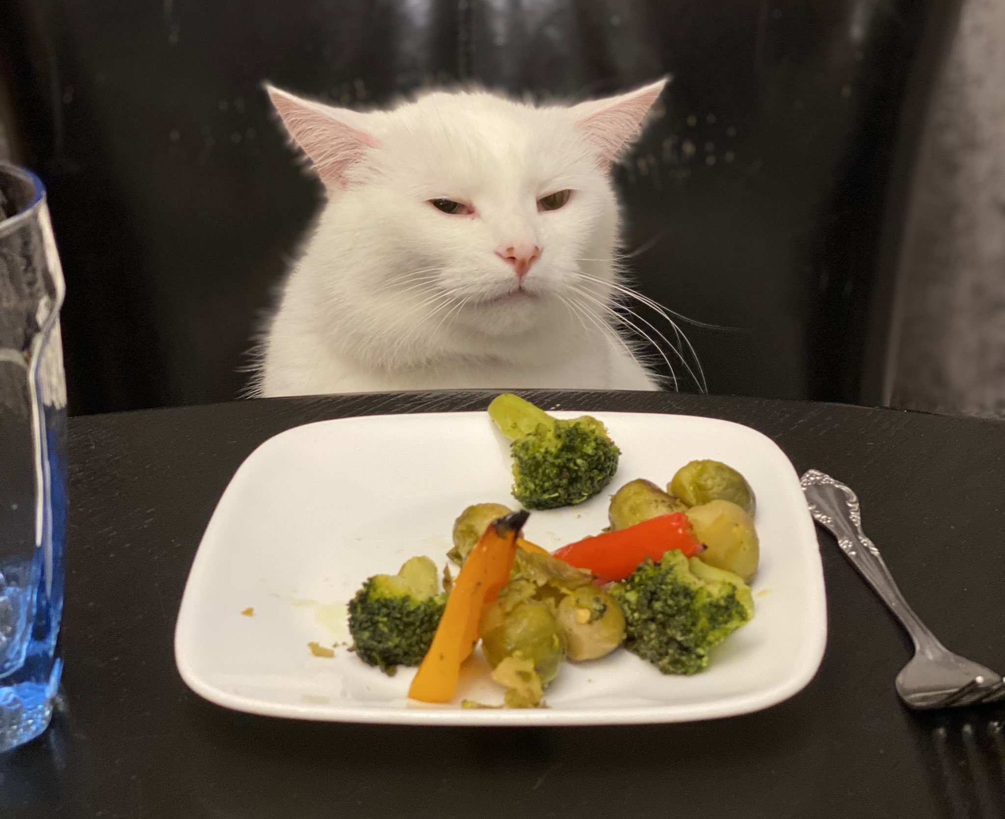 야채를 싫어하는 고양이 근황.jpg