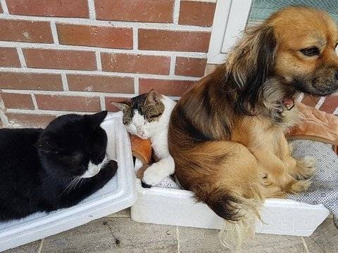 The dog keeps using the cat as a cushion. What should I do?