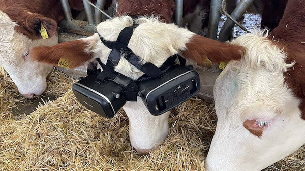 After applying VR to cows, milk production increased.