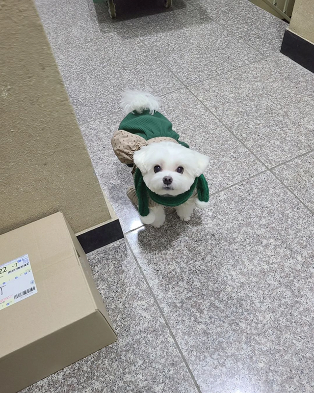 Update on Kyungtae, the delivery dog on a snowy day.jpg