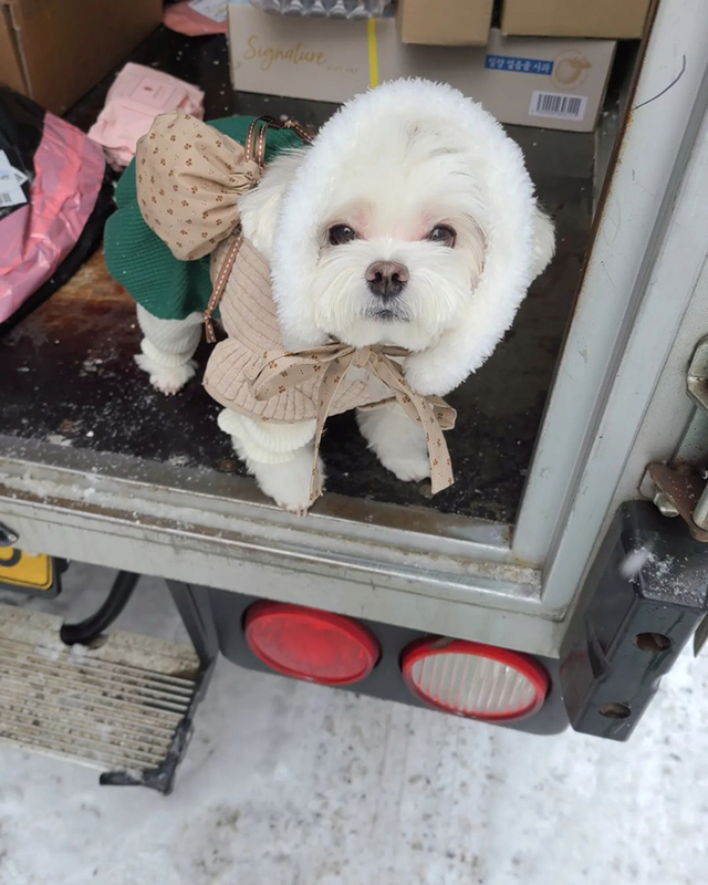 雪の日 宅配犬 ギョンテ 近況jpg