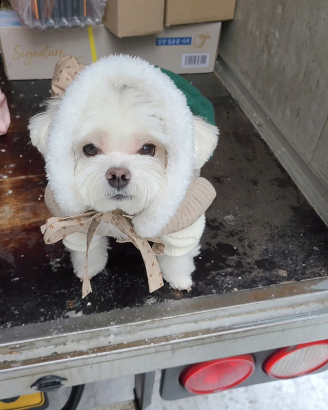 雪の日 宅配犬 ギョンテ 近況jpg