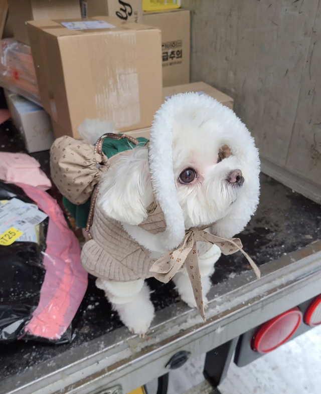 雪の日 宅配犬 ギョンテ 近況jpg