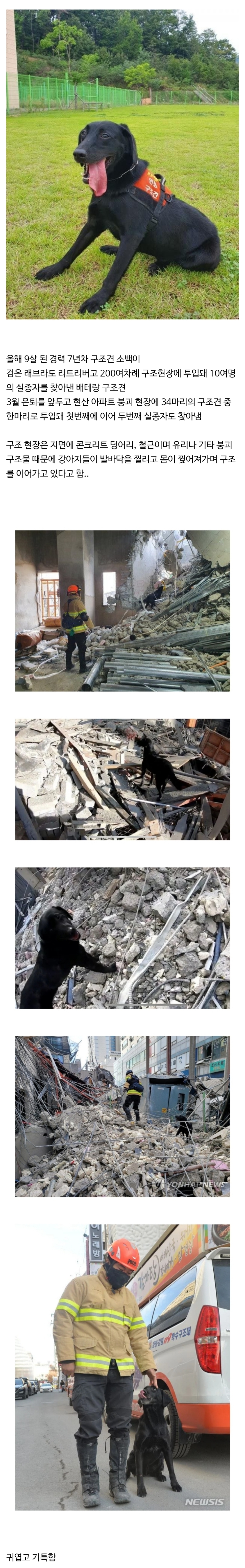 Rescue dog found missing in Gwangju apartment collapse.jpg