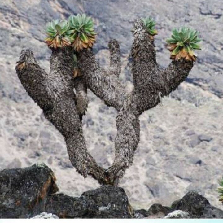 The giant plant of Mt. Kilimanjaro.