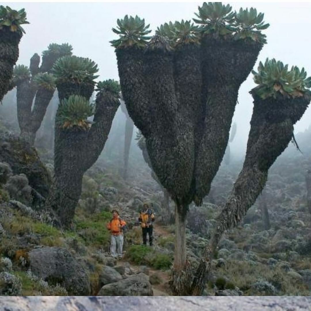 The giant plant of Mt. Kilimanjaro.