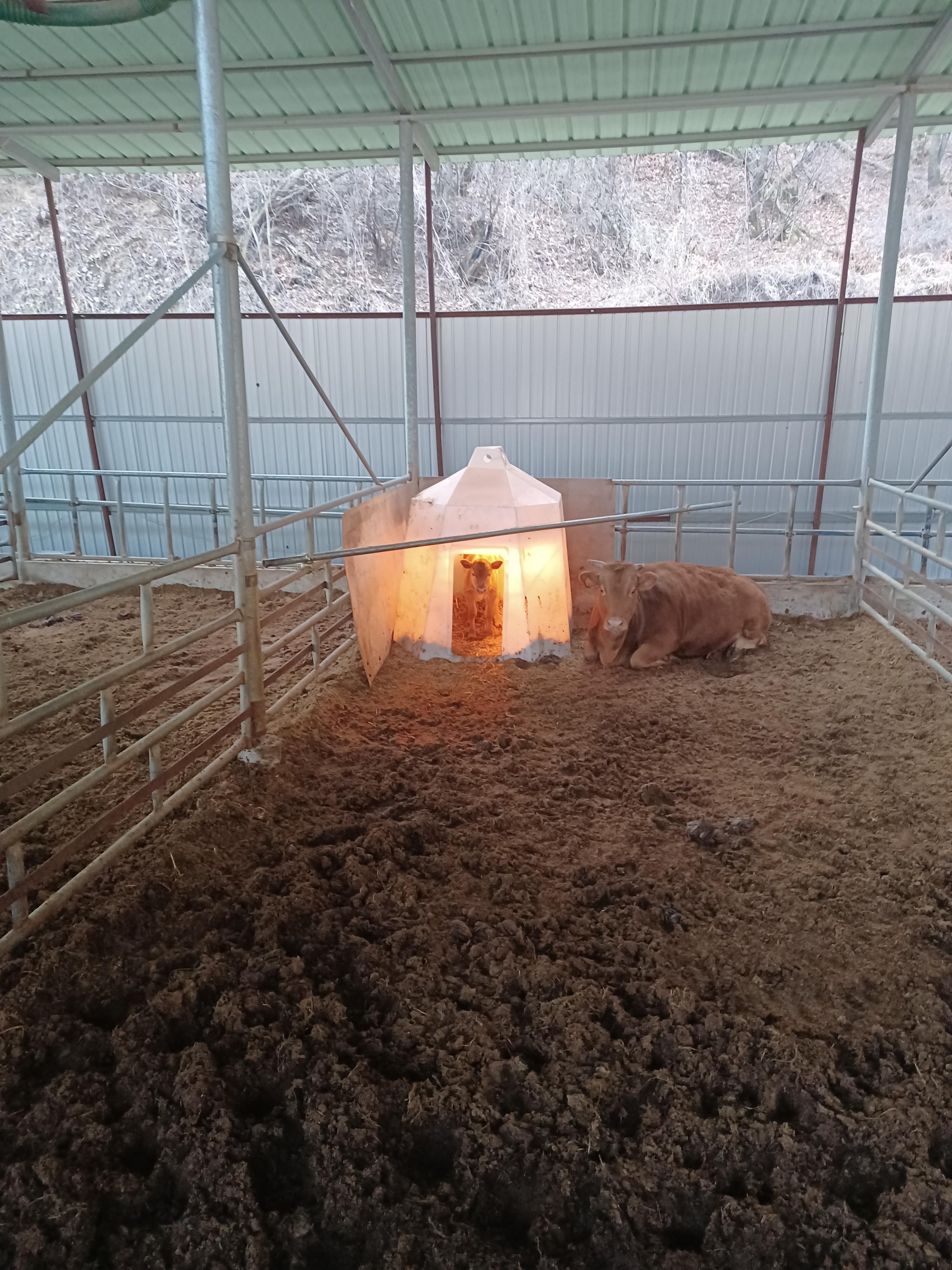 冬に生まれた子牛のために建てた家