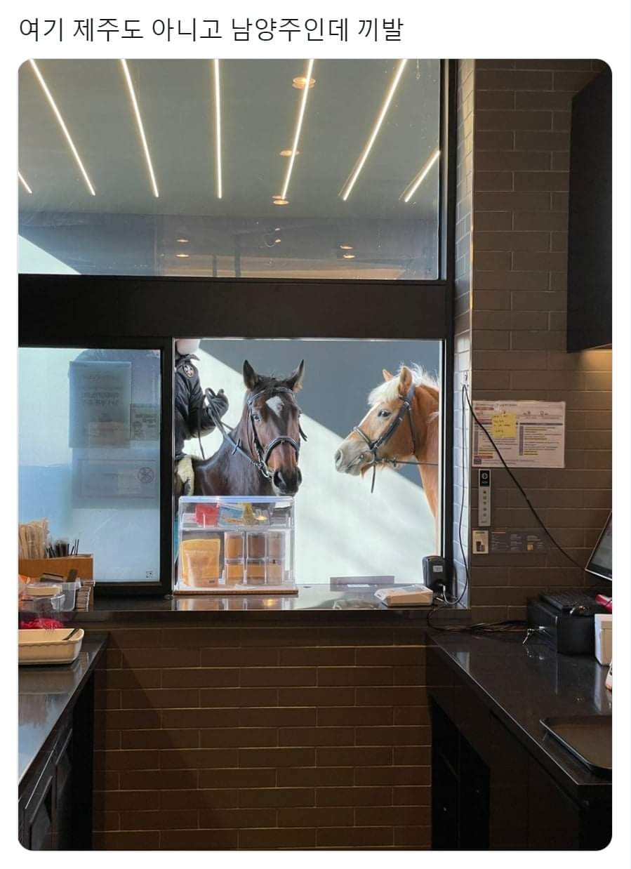A horse came to the drive-through; jpg