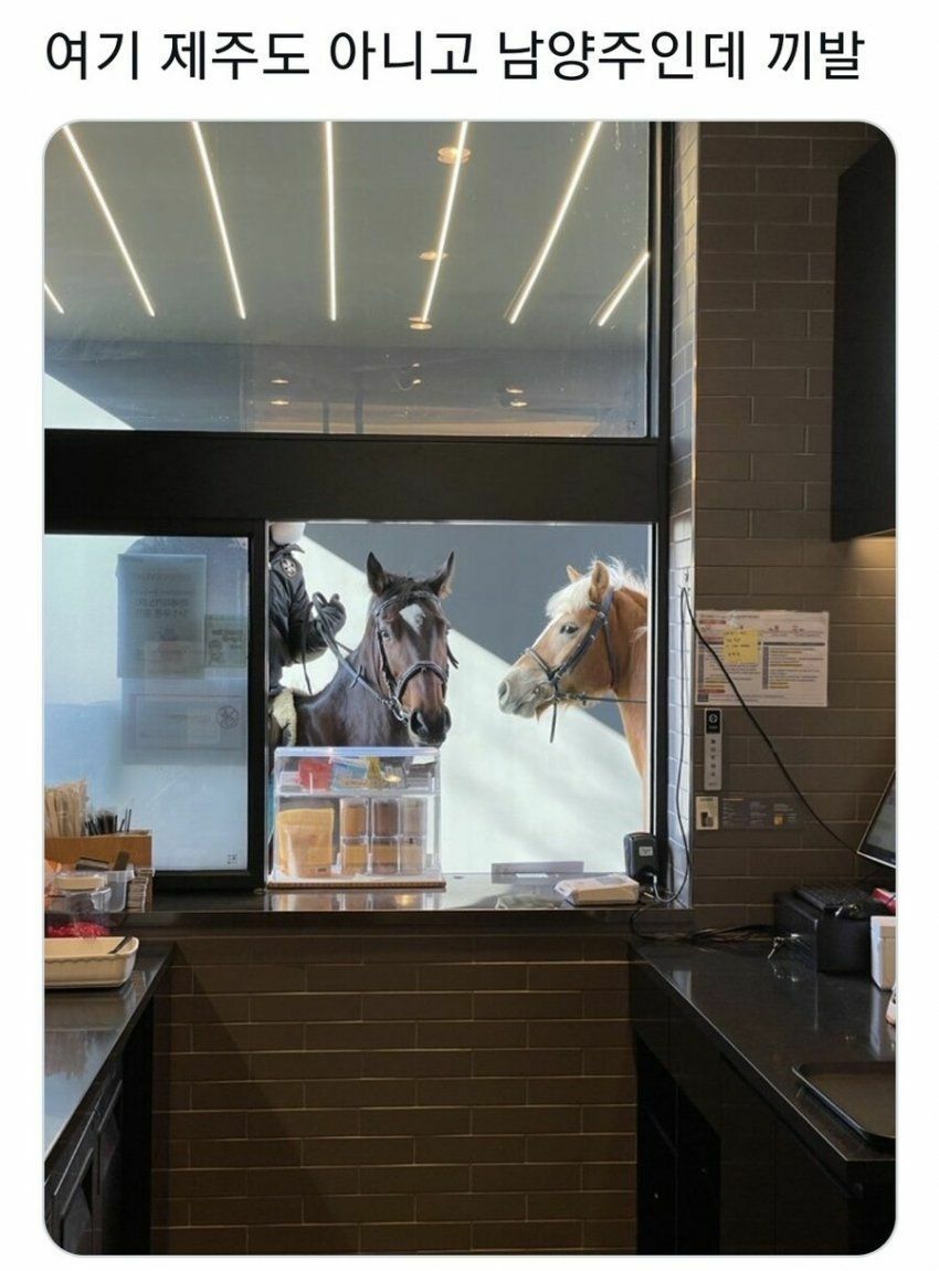 A horse came to the drive-through.