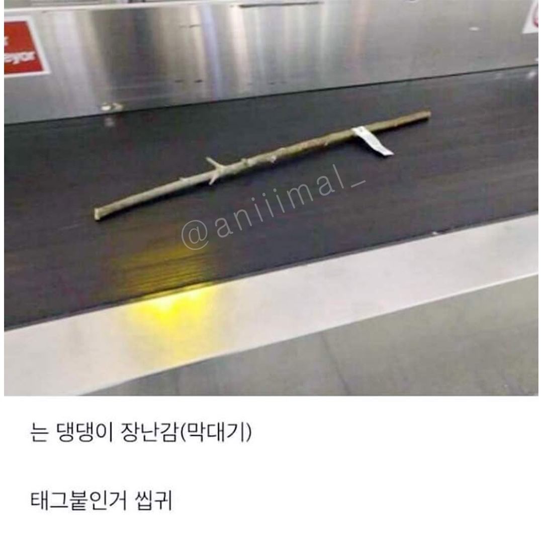 The reason why the puppy waited in front of the luggage.