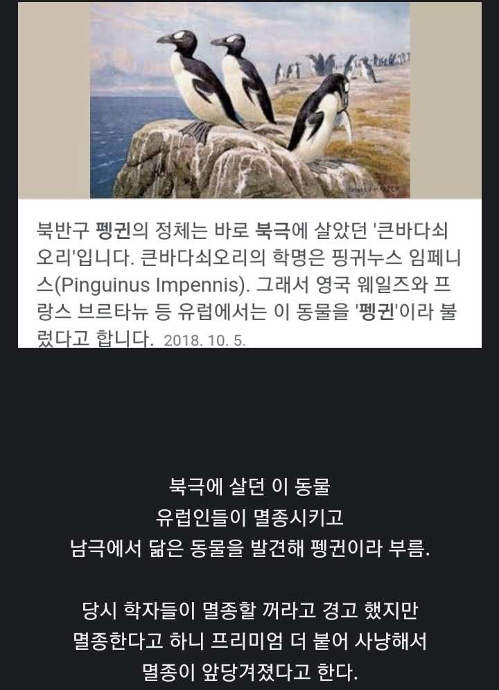 북극에는 펭귄이 없다?.jpg