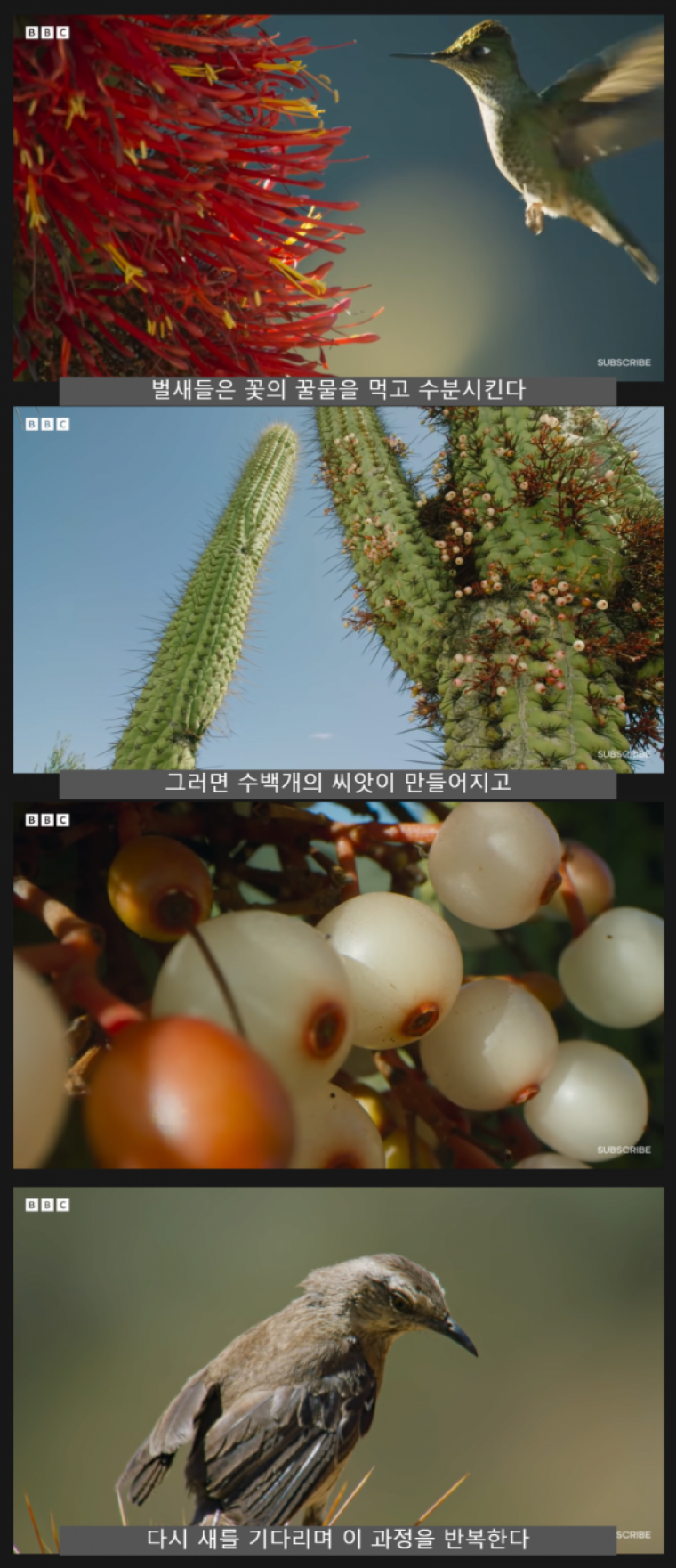 A flower that's parasitic on a cactus.