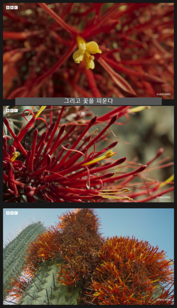 A flower that's parasitic on a cactus.