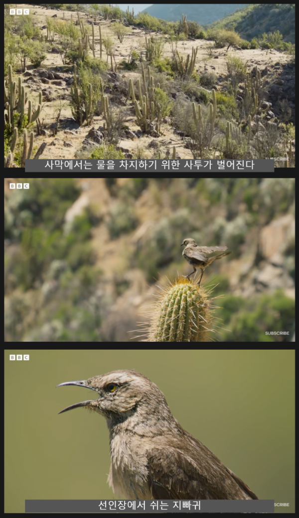 サボテンに寄生する花