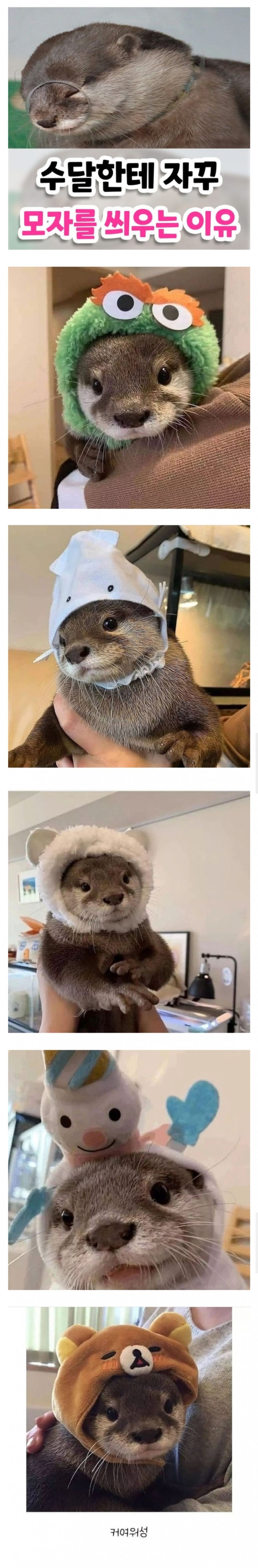 The reason why I keep putting the hat on the otter.