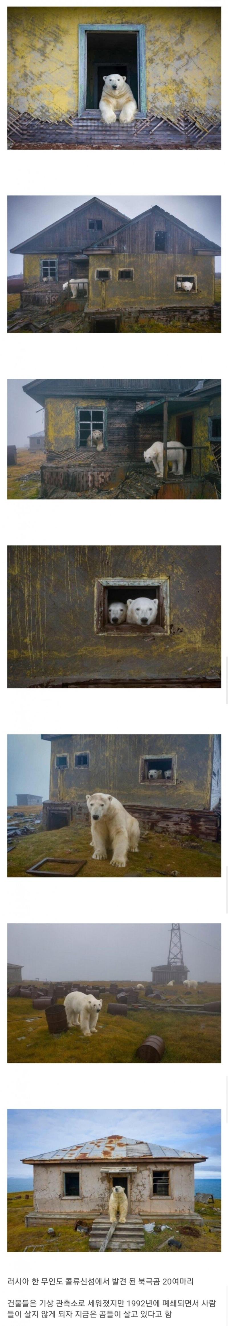 안간이 버린 건물에 살고있는 북극곰.jpg