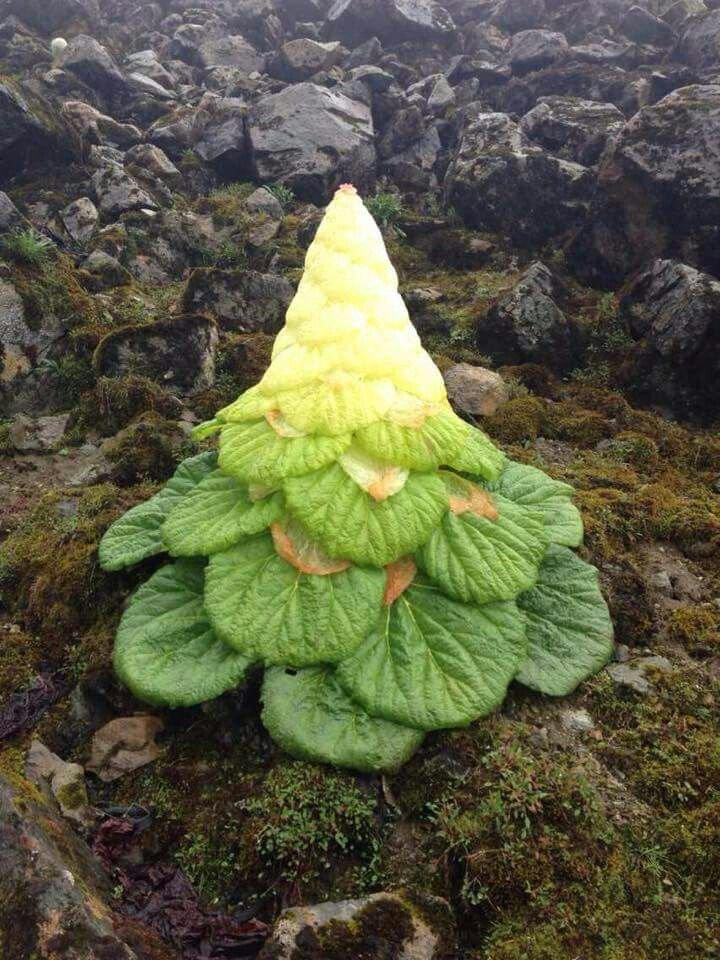 Himalayan plants that make their own greenhouses.