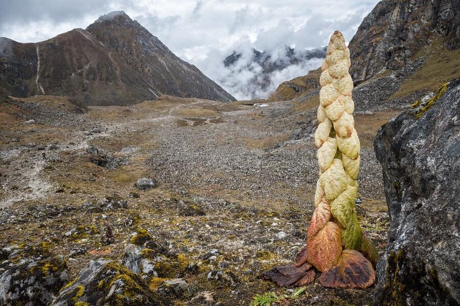 Himalayan plants that make their own greenhouses.