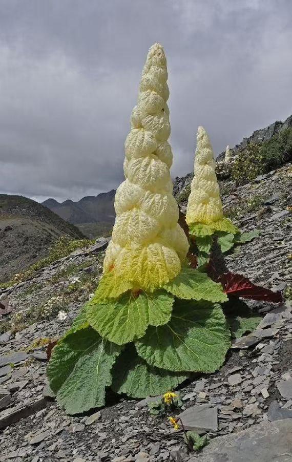 Himalayan plants that make their own greenhouses.