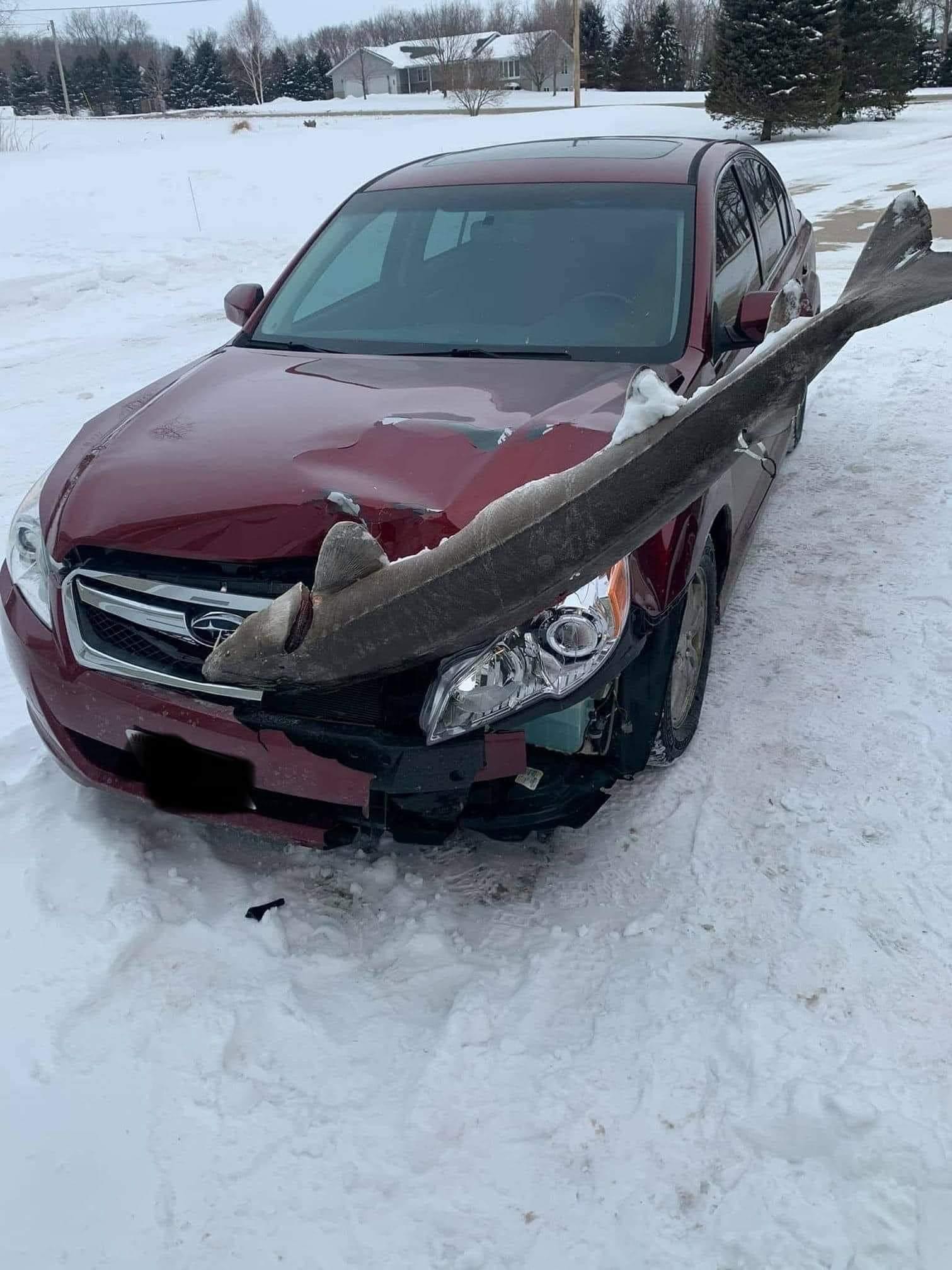 Be careful not to hit the fish when you drive.