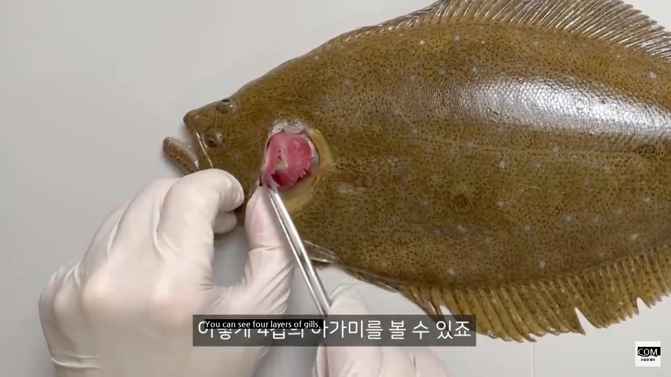 The reason for the existence of flatfish.
