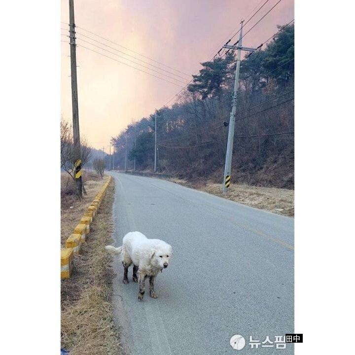 Uljin dog that avoids forest fires.