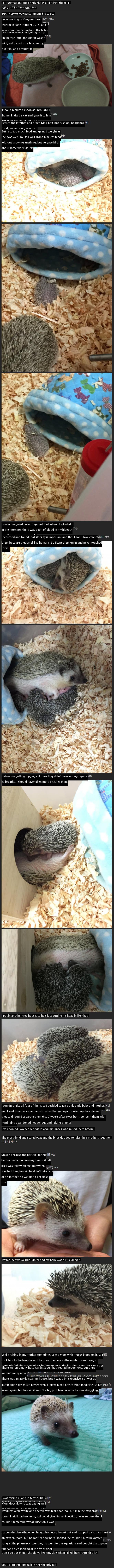 I picked up abandoned hedgehogs and raised them.