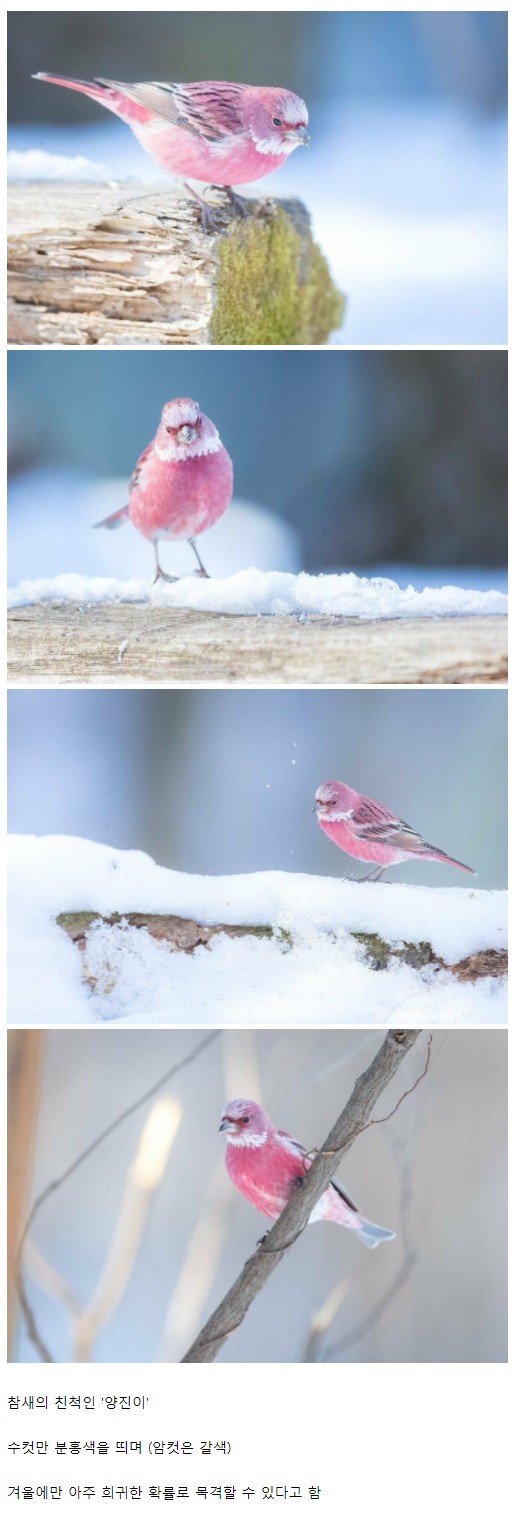 한국에서 가장 아름다운 새