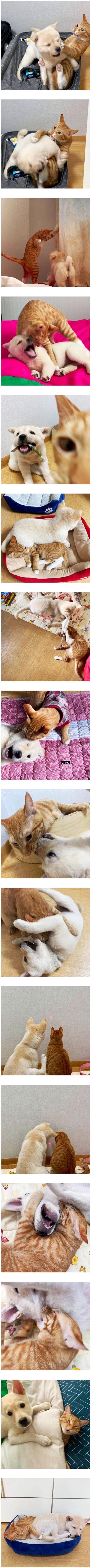 a dog adopted by a cat owner