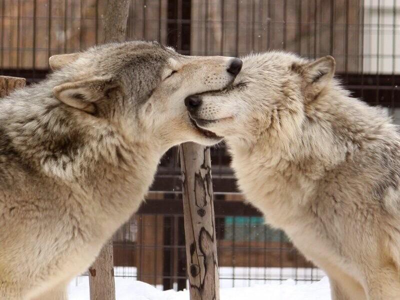 犬科の動物親近感のしるし