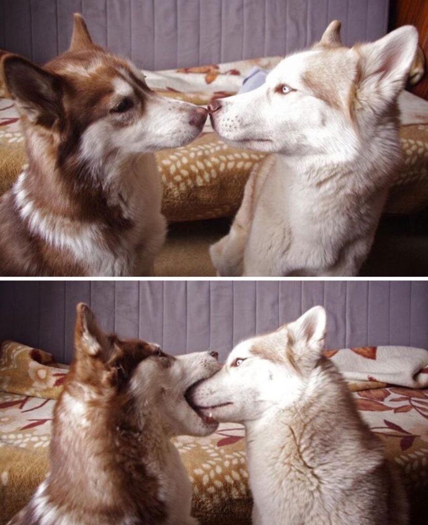 犬科の動物親近感のしるし