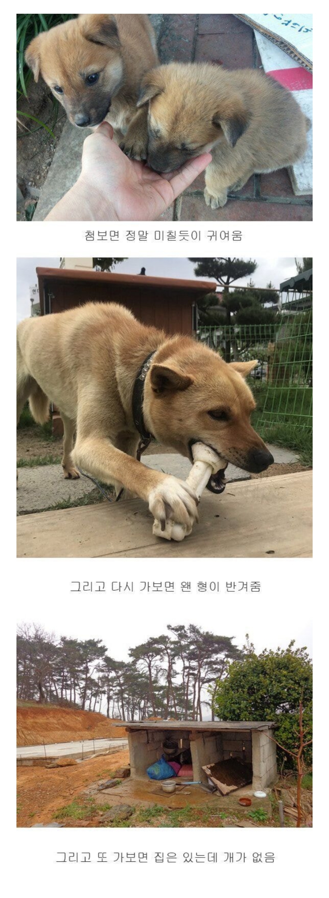 시골 똥개 특징