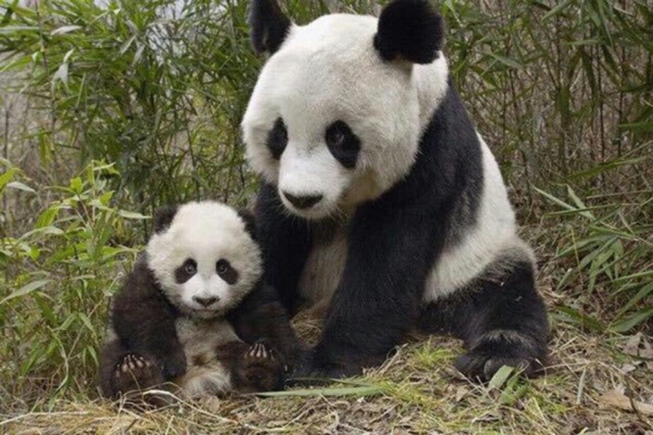 There's a baby panda.