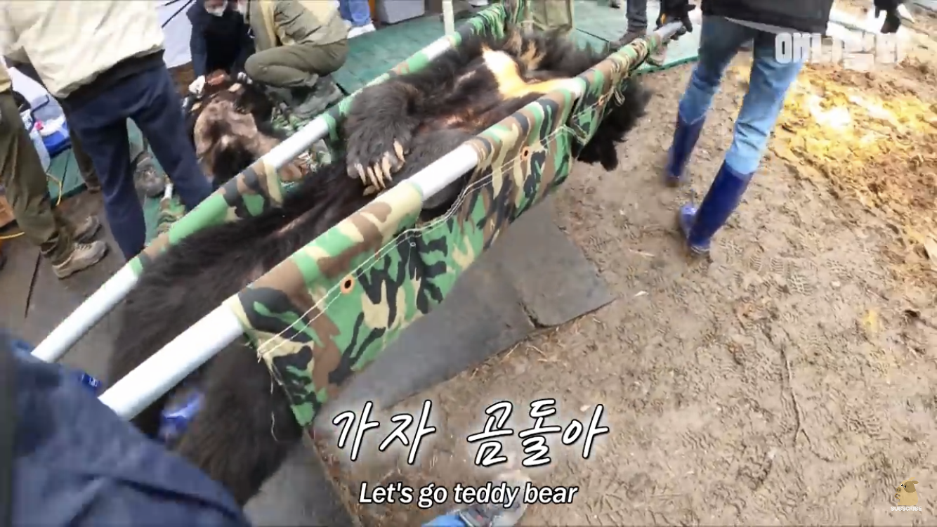 It's the end of the Asiatic bears who were being abused while being drained alive.