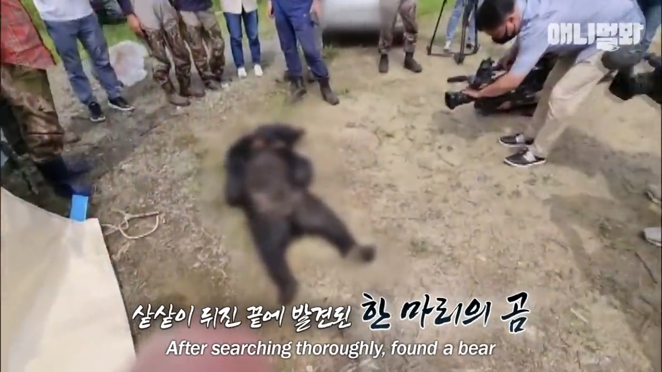 It's the end of the Asiatic bears who were being abused while being drained alive.