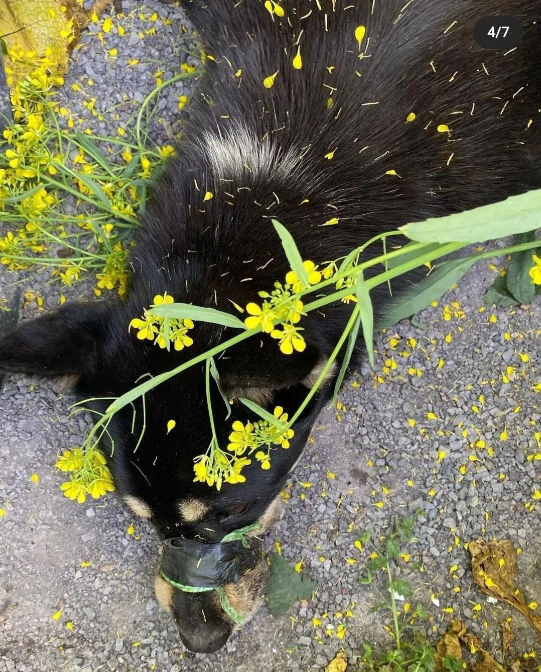 菜の花畑に捕縛されたまま遺棄された子犬jpg