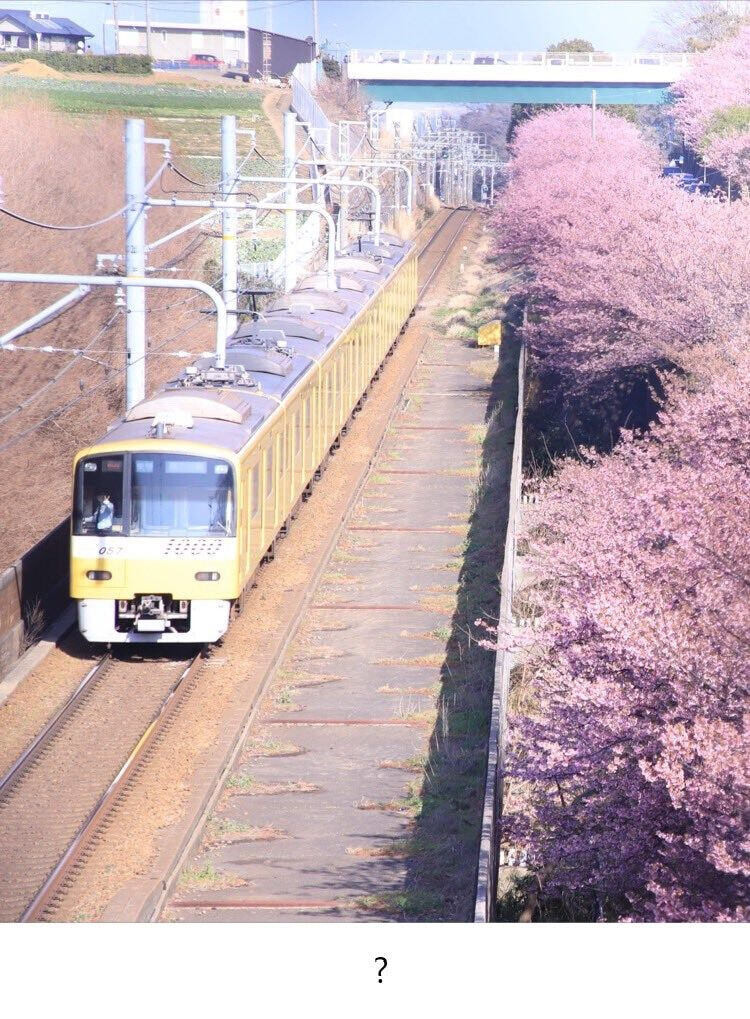 私が桜と電車の写真を撮ったんだけど、jpg