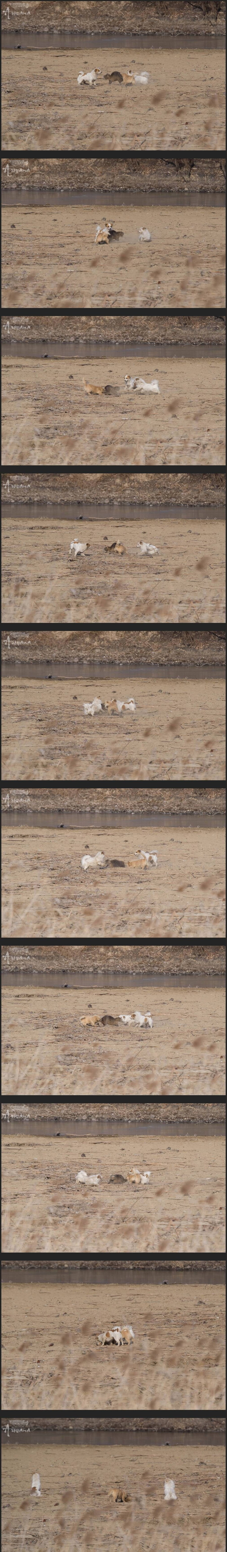 最近韓国で絶滅するかもしれない生物ㅠㅠ