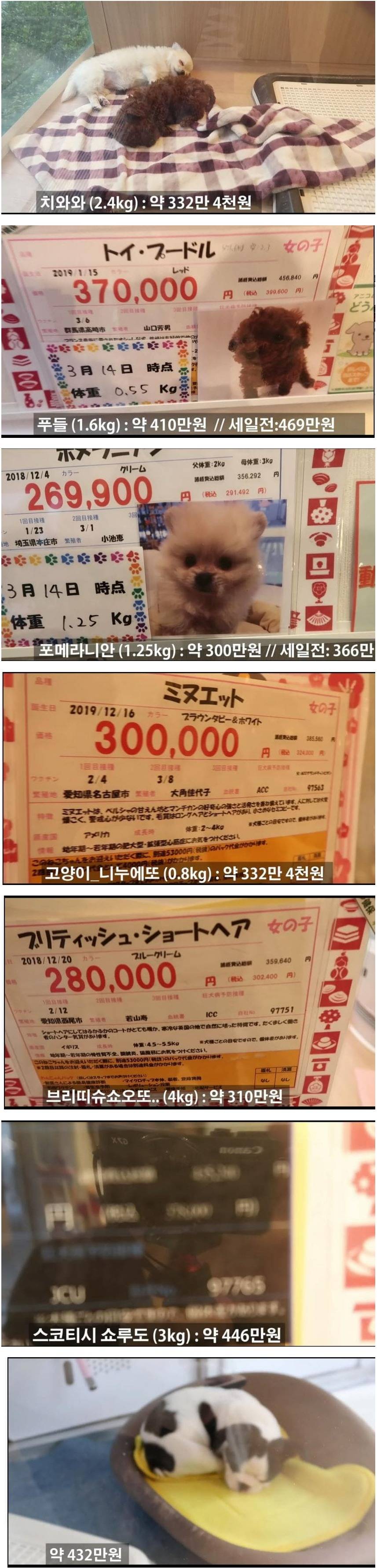 일본 애완동물 가격