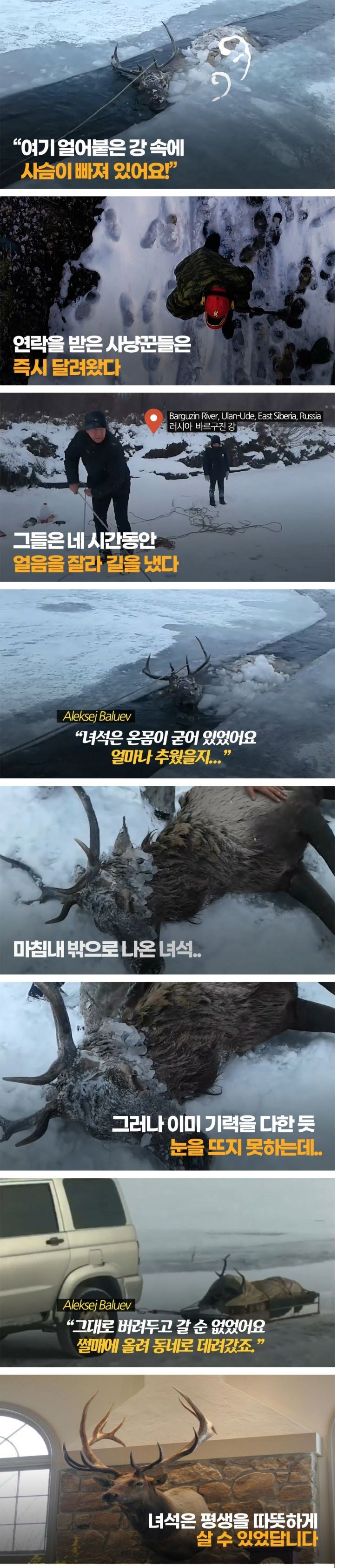 개쩌는 사슴 가이즈.jpg