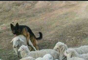 SOUND sheep farm puppy class gif