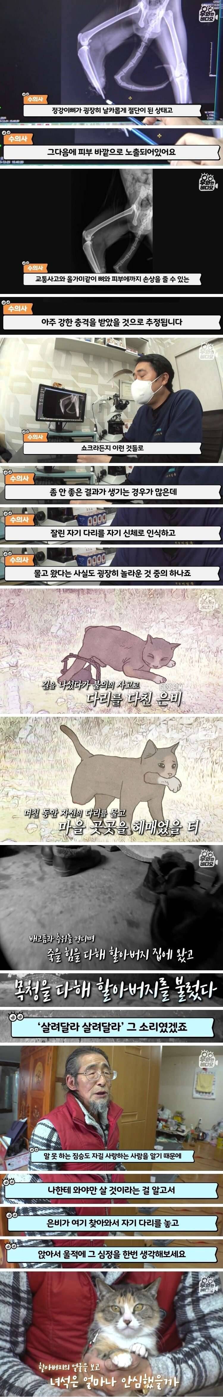 자신의 잘린 다리를 물고 온 고양이