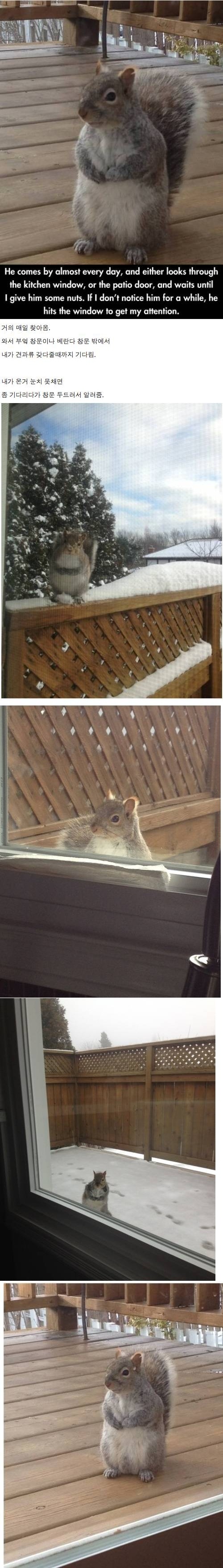 Green squirrel that comes to get acorns.jpg