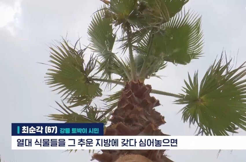 Gangwon Province JPG planted palm trees on Gangneung Beach