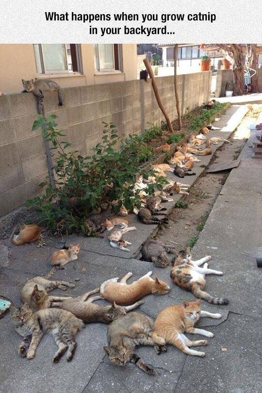 What happens when you plant catnip in your backyard