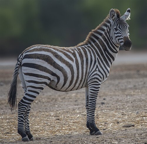 人類にとって本当に役立たず絶滅を逃れた動物