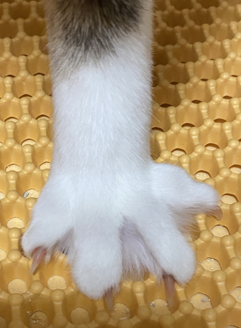 고양이 발