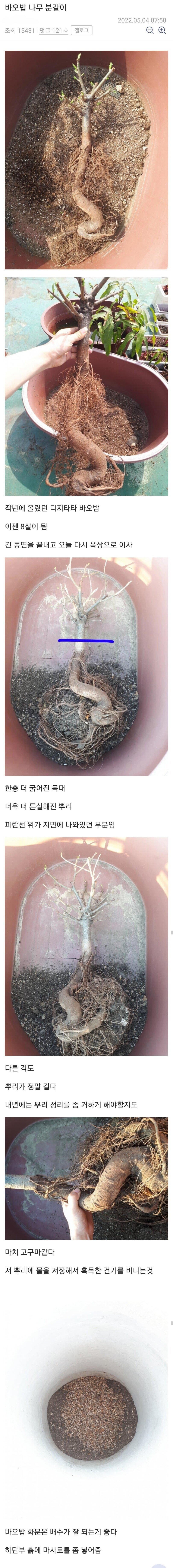 바오밥나무를 키우는 디시인.jpg