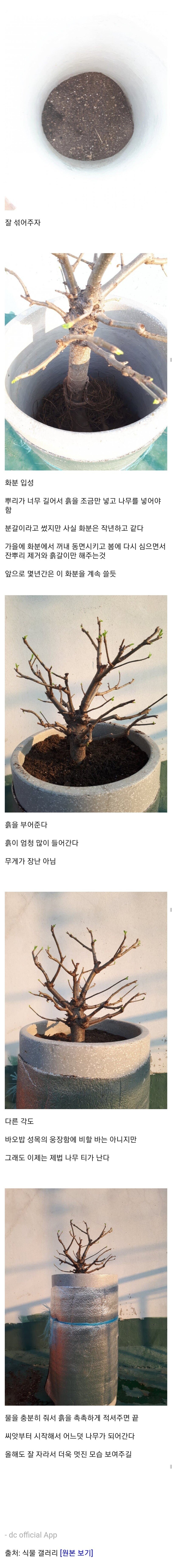 바오밥나무를 키우는 디시인.jpg